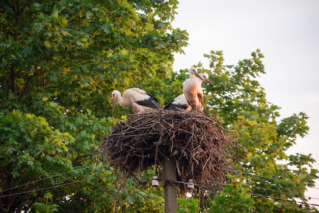 Una familia de cigüeñas en su nido, sentado en lo alto de un palo cerca del arce.