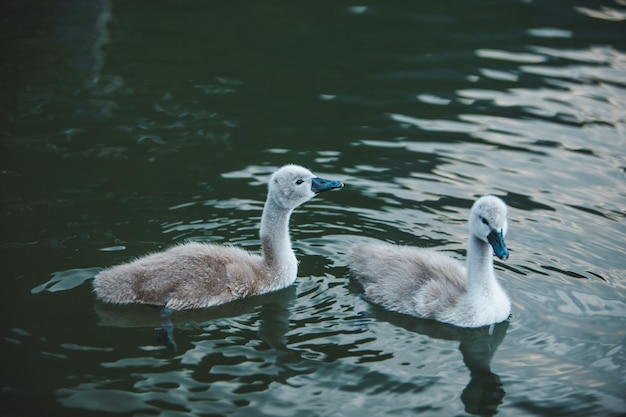 Familia de cisnes en el agua del lago de cerca