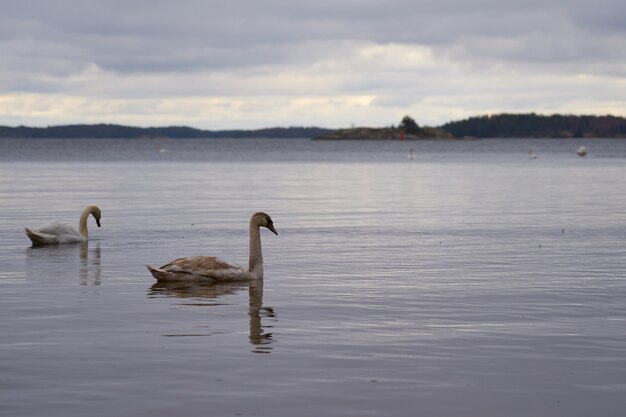 Familia de cisnes blancos en la costa del Mar Báltico en Finlandia.