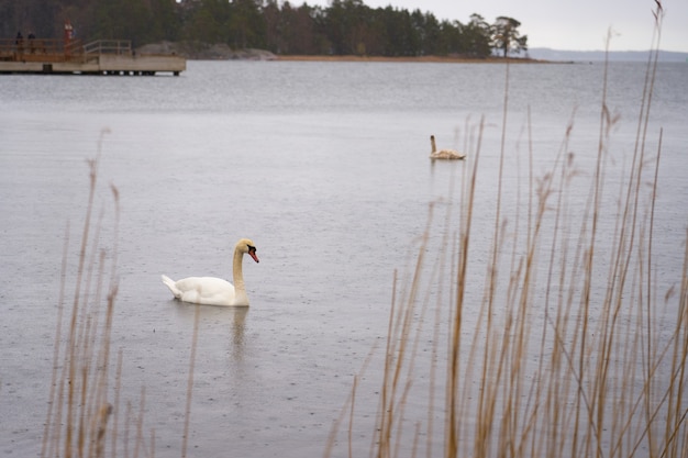 Familia de cisnes blancos en la costa del Mar Báltico en Finlandia.