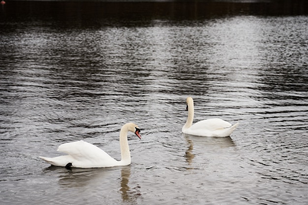 Familia de cisnes blancos en la costa del Mar Báltico en Finlandia.