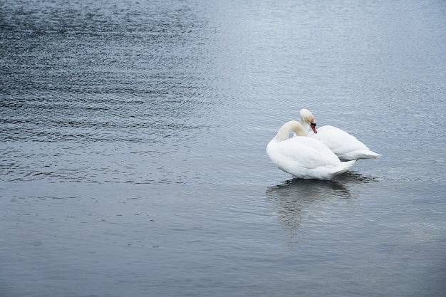 Familia de cisnes blancos en la costa del Mar Báltico en Finlandia.