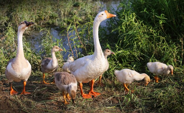 Familia de cisnes cerca de un lago