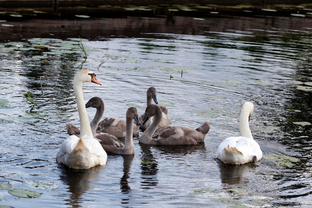 Una familia de cisnes flotando en el lago con pollitos grises