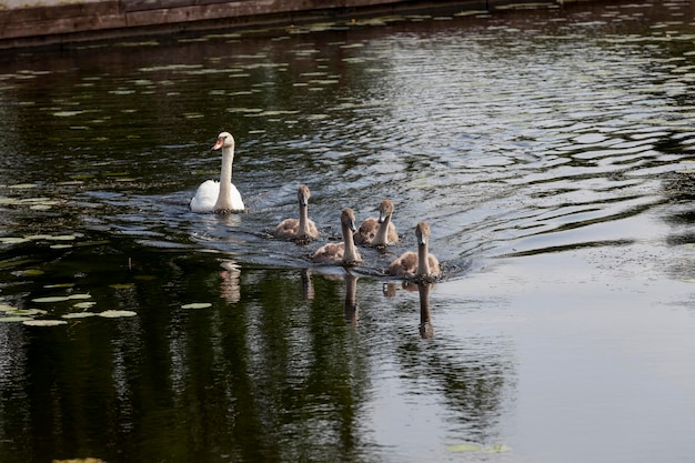 Una familia de cisnes flotando en el lago con pollitos grises