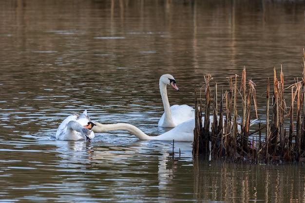 Familia de cisnes en el lago en la reserva natural de Warnham