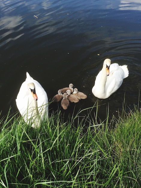 Foto familia de cisnes en el lago