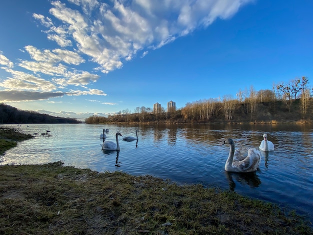 La familia de los cisnes nada en el río.