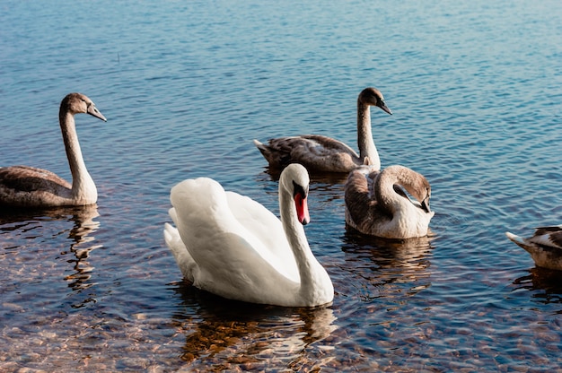 Familia de cisnes nada a través del lago bajo el sol de la mañana.