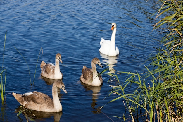 Una familia de cisnes nadando en el lago.