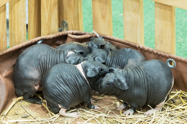 Familia de conejillo de Indias flaco o sin pelo