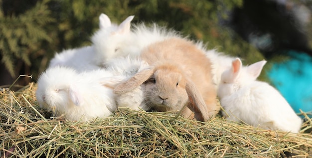 familia de conejitos blancos en el heno