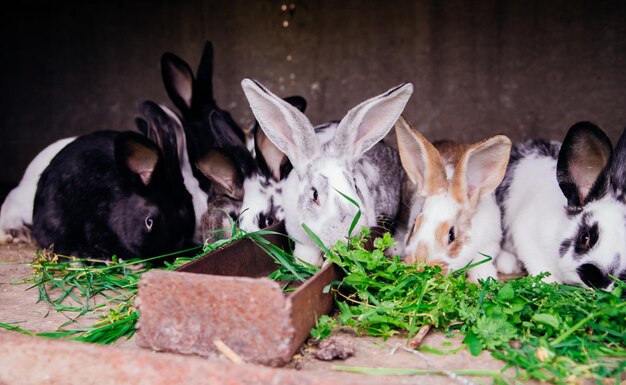 Una familia de conejitos en una jaula Roedores esponjosos Cría de animales en la granja
