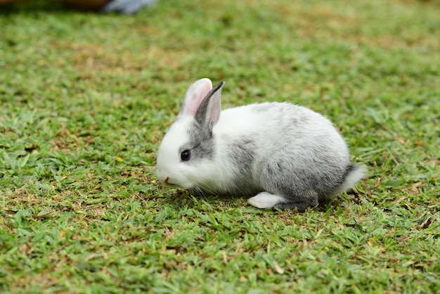 La familia del conejo sale a jugar en Green Lawn