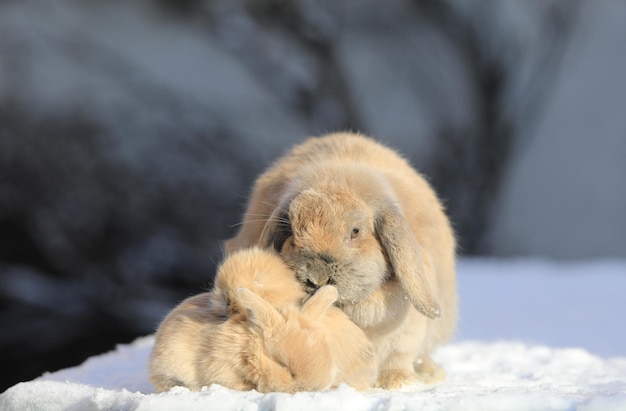 familia de conejos en la nieve