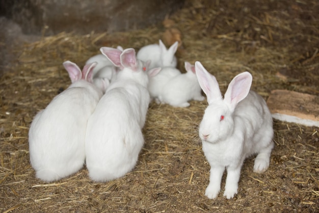 Foto familia de conejos peludos blancos con ojos rojos