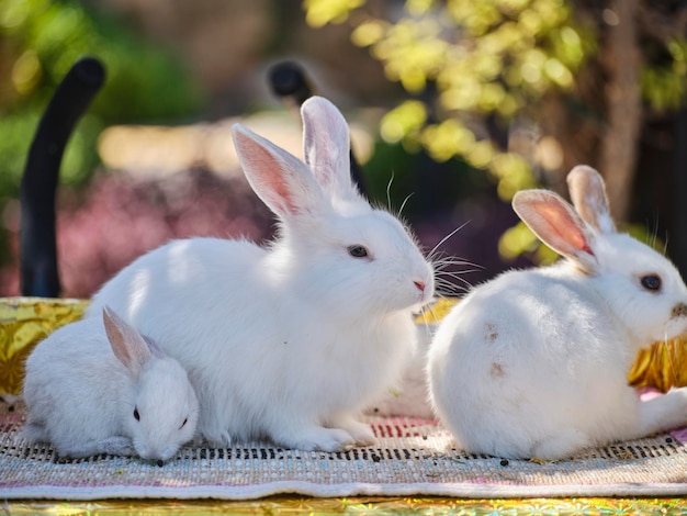 Familia de conejos peludos lindos y blancos