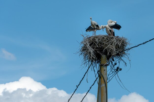 Una familia de cuatro cigüeñas se para en un gran nido contra un fondo de cielo azul y nubes Un gran nido de cigüeña en un poste de concreto eléctrico la cigüeña es un símbolo de Bielorrusia