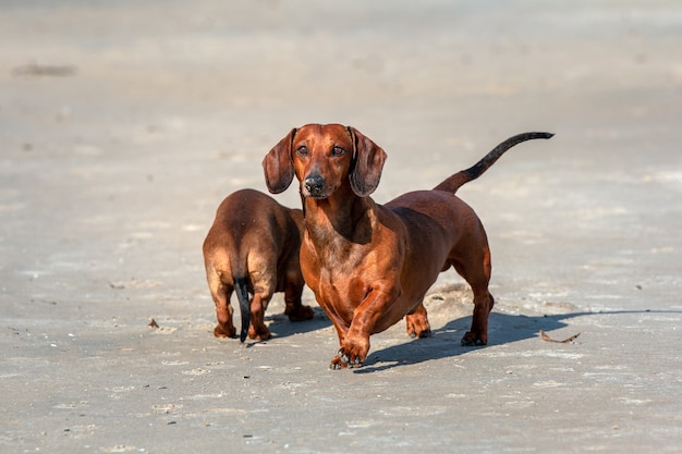 Família dachshund caminhando na praia