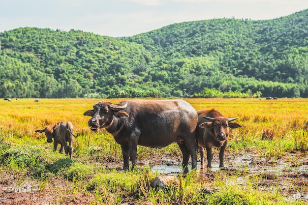 Família de búfalo de água em pé pastam juntos arroz campo de grama prado sol florestado montanhas fundo céu claro Paisagem paisagem beleza da natureza animais conceito final do verão início do outono dia