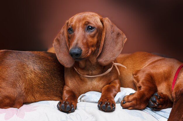 família de cachorro bassê vermelho