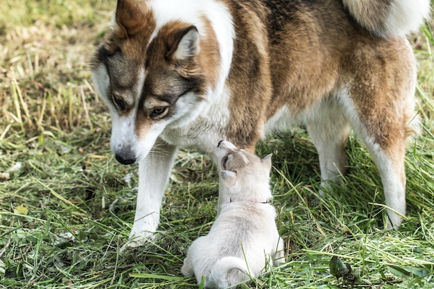 Família de cachorros feliz que não teme nem aflições nem problemas e estará junta até o fim