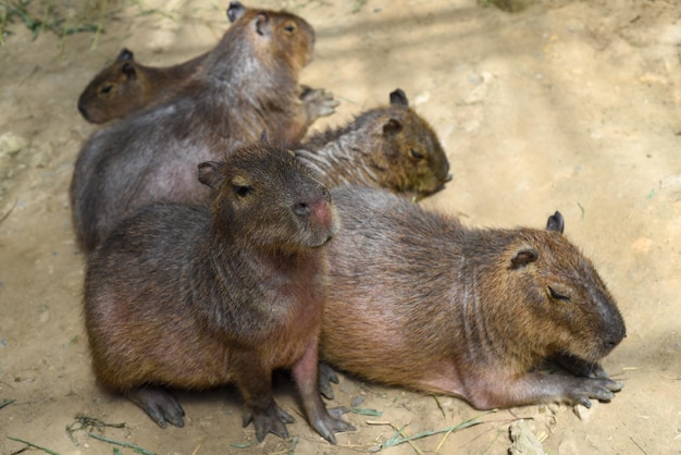 Família de capivaras deitadas juntas em zoológico no Vietnã