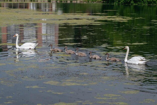 Família de Cisnes em um Lago Verde