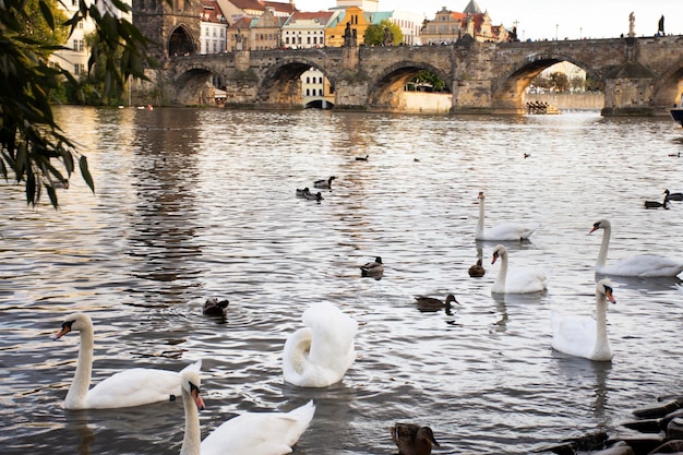 Família de cisnes flutuando relaxando e nadando encontrando comida no rio Vltava na cidade velha perto de Charles Bridge em Praga República Tcheca