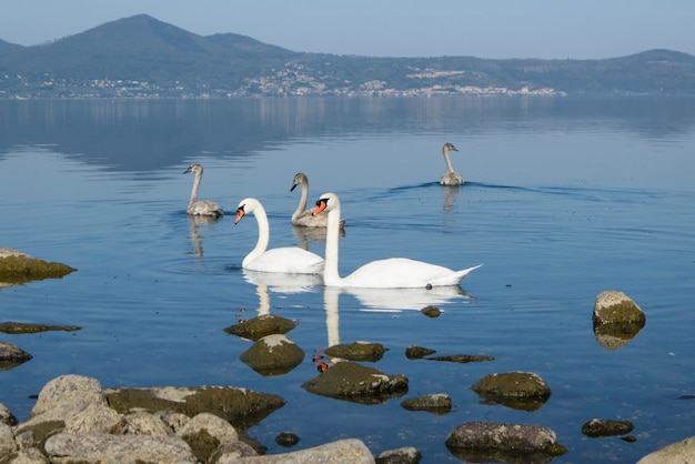 Família de cisnes nadando em um lago