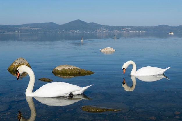 Família de cisnes nadando em um lago