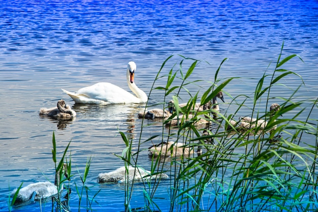 Foto família de cisnes selvagens no lago. pássaro forte e orgulhoso. vida selvagem natural.