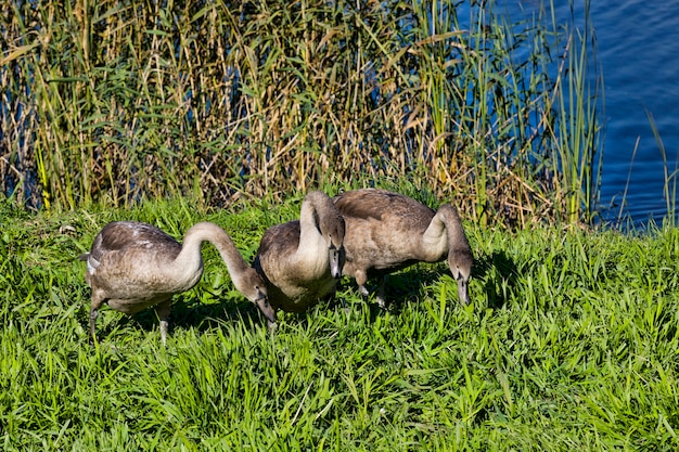 família de cisnes