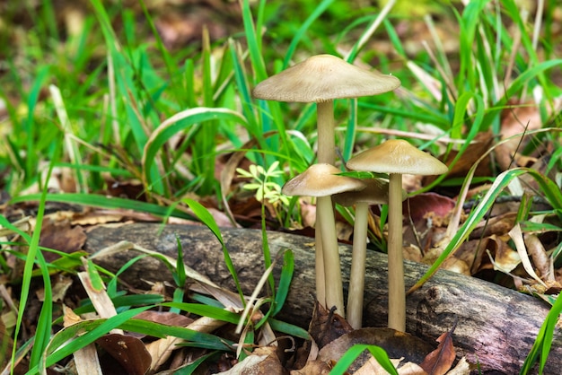 Família de cogumelos na floresta