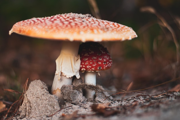 Família de cogumelos venenosos amanita muscaria. Fechar-se. Fundo de natureza na floresta ucraniana