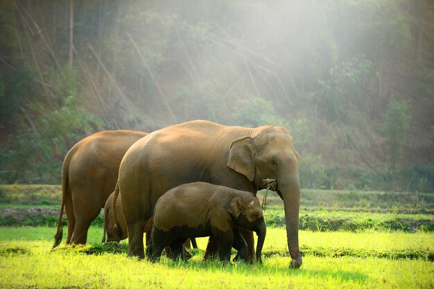 Família de elefante caminhando pelo prado