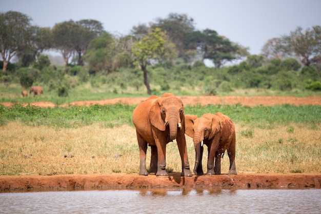 Família de elefantes bebendo água do poço