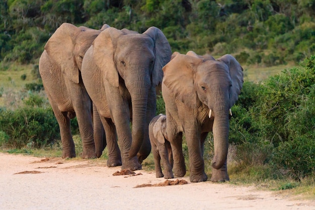 Família de elefantes do parque nacional addo elephant, na áfrica do sul. vida selvagem africana