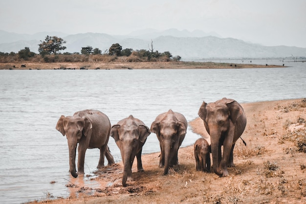 Família de elefantes em pé perto do lago para uma bebida