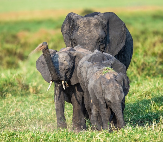 Família de elefantes na savana vai diretamente ao fotógrafo.