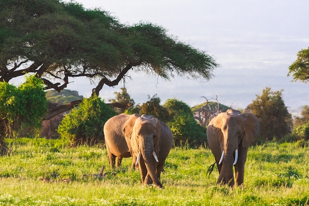 Família de elefantes no amboseli no quênia, áfrica