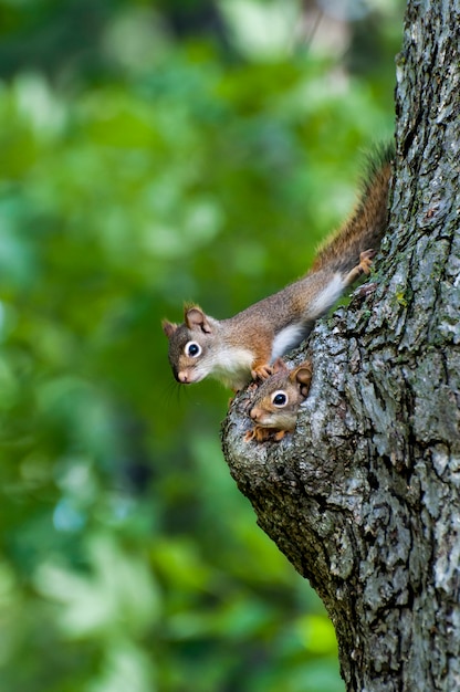 Família de esquilo-vermelho americano espiando do ninho em um buraco em um velho tronco de árvore