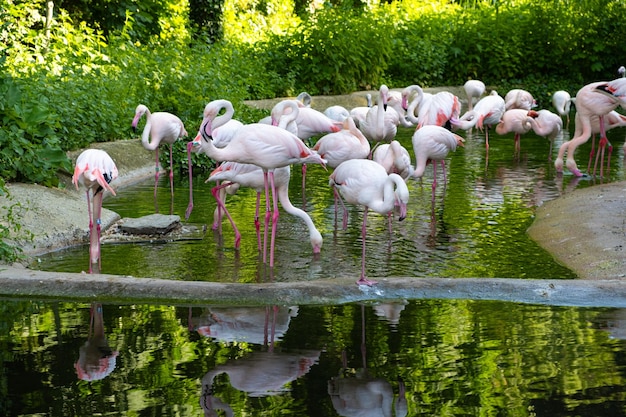 Família de flamingos Phoenicopterus roseus comem e descansam na natureza