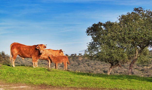 Família de gado em um pasto verde.