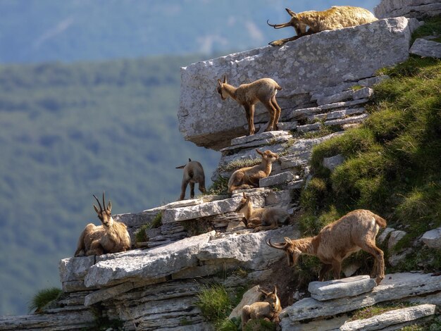 Foto família de gêmeas com filhotes gêmeas selvagens nas rochas no topo do cume animal selvagem