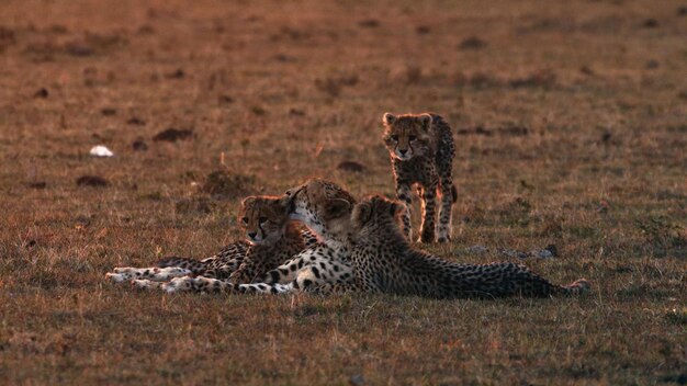 Família de guepardos na savana foto hd