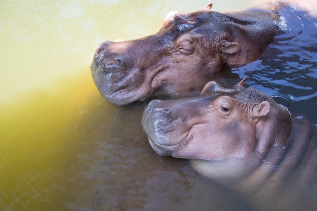 Família de hipopótamo relaxar.