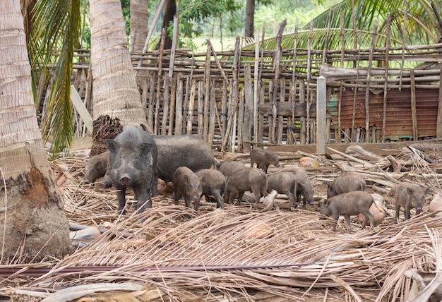 Foto família de javali na fazenda rural