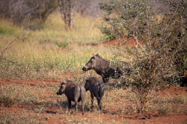 Família de javali warthog no habitat natural kruger national park áfrica do sul