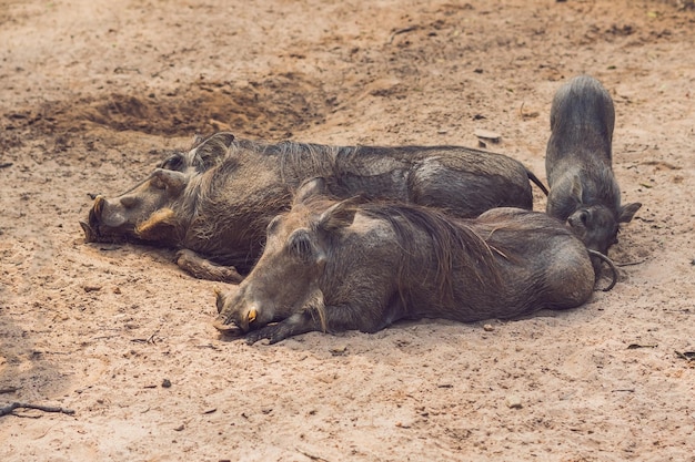 Família de javalis descansando no chão